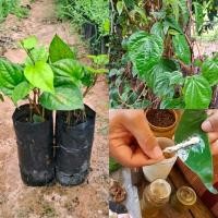 ราคา ต้นพลูเขียว(กิ่งชำ)ชุด 2ต้น 79บาท พลู เขียว พลูกินหมาก นิยมนำใบมาทากับปูนแดงเคี้ยว ร่วมกันกับหมาก ต้นพร้อมปลูก (53910561318)