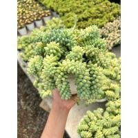 ราคา ซีดัม (Sedum) / ต้นรวงข้าวต้นรวงข้าว ชื่ออื่น : ต้นหางกระรอก กระถางแขวน7นิ้ว (26921454341)
