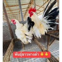 ราคา ไข่เชื้อไก่แจ้พันธุ์ขาวหางดำ 30 บาท ❌พัฒนพลฟาร์ม❌ (24010305763)