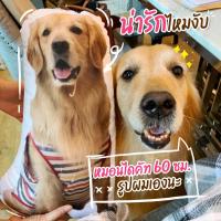 ราคา หมอนสกรีนรูปน้องหมา ขนาด 60 ซม. ทรงหมอนแบบไดคัท สกรีนภาพน้องหมาของเราเอง (17076690113)