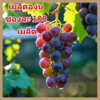 ราคา เมล็ดพันธุ์ องุ่น20เมล็ด ปลูกง่าย ปลูกได้ทั่วไทย องุ่นพันธุ์บิวตี้ซีดเลส งอกง่าย ปลูกง่าย โตไว คุณภาพดี (55560597377)