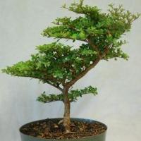 ราคา 10 เมล็ด หูกระจง หูกระจง Terminalia ivorensis ต้นหูกระจง บอนไซ (7093936502)