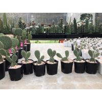 ราคา หูกระต่ายยักษ์หนาม “ขาว” Opuntia Microdasys (9980580735)