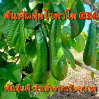 ราคา ต้นพันธุ์อะโวคาโด้เสียบยอด พันธุ์ A034 พันธุ์อาโวคาโดจากเวียดนาม สูง 30-50 เซนติเมตร แข็งแรง พร้อมลงดินปลูก (10326068297)