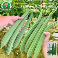 ราคา 10 เมล็ด เมล็ดบวบเหลี่ยม แบล็กกรีน F1 Luffa Seeds เมล็ดพันธุ์บวบเหลี่ยม เมล็ดพันธุ์ผัก เมล็ดผักสวนครัว Vegetable Seeds (43973455517)