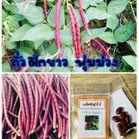 ราคา เมล็ดพันธุ์ ถั่วฝักยาวพุ่มม่วง Purple Bush Bean ถั่วฝักยาวม่วง ถั่วฝักยาว ถั่ว (ซื้อ 10 แถม 1 คละอย่างได้) (1529618785)