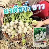 ราคา [ซองใหญ่ 500 เมล็ด] เมล็ดแรดิชจิ๋วขาว เมล็ดหัวผักกาดแดงจิ๋ว เมล็ดหัวผักกาดฝรั่ง เมล็ดหัวไชเท้าจิ๋ว Radish Seeds (19836147086)