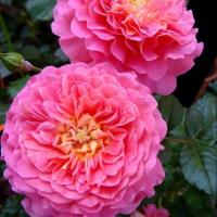 ราคา 10 เมล็ด กุหลาบ Rose Seeds ยุโรปพันธุ์เลื้อย กุหลาบอังกฤษ Christopher Marlowe สีชมพู่ (50459013310)