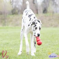 ราคา DORAE Kong Puppy Toys, Classic Stuffable Kong Dog Toys, ทนทานหลายขนาด Treat-Filled Capbilities Fretch ของเล่น (46212106161)