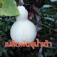 ราคา เมล็ดพันธุ์น้ำเต้า 25 เมล็ด # ผักสวนครัว เมล็ดน้ำเต้า น้ำเต้า (9608227731)