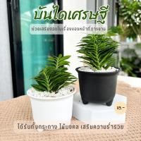 ราคา บันไดเศรษฐี พร้อมกระถาง 3 ขา ไม้มงคล บันไดเงินบันไดทอง ว่านตีนตะขาบ (21367506370)