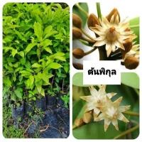 ราคา ต้นพิกุล พิกุล ดอกหอม (43711360639)