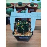 ราคา แคคตัสยิมโนติดด่างสวยๆ (9225682039)