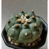 ราคา แอสโตรไฟตัม กิ๊กโก๊ะ Astrophytum kikko แคคตัส กระบองเพชร cactus แอสโตร astro (KK1002) #108cactus (21048001607)