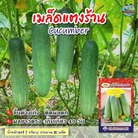 ราคา เมล็ดแตงร้าน Cucumber เมล็ดพันธุ์แตงร้าน แตงร้าน ผักสวนครัว เมล็ดพันธุ์ผัก ตราภูเขาทอง (6858890379)