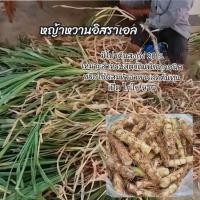 ราคา จัดส่ง 1-2 วัน หญ้าหวานอิสราเอล50ท่อนพันธุ์หญ้าหวานสำหรับปลูก หญ้าเลี้ยงสัตว์โปรตีนสูง (26213015233)