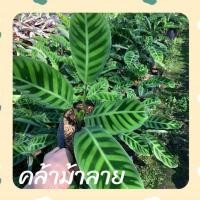 ราคา ต้นคล้าม้าลาย Calathea zebrina (14435980410)