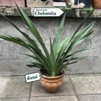 ราคา ต้นลิ้นมังกร Sansevieria Chelomita (28640666025)
