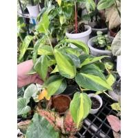 ราคา พลูบราซิล พลูหัวใจ พลูหัวใจสีทอง พลูหัวใจด่าง ( Philodendron Brasil ) (7480566117)