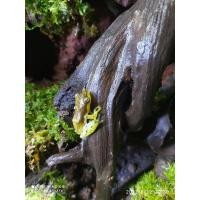 ราคา FRG KDK vivarrium Terrarium ตกแต่งนกกระเรียน (19389959326)