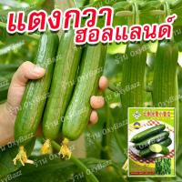 ราคา เมล็ดพันธุ์แตงกวาฮอลแลนด์ เมล็ดแตงกวาฮอลันดา 20เมล็ด แตงกวาไร้หนาม Dutch Cucumber seeds (21275331194)