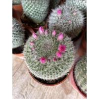 ราคา ต้นแมมแม่เฒ่า หรือแมมฮาเนียน่า (Mammillaria Hahniana) (9328435313)