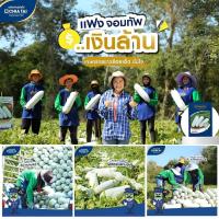 ราคา เมล็ดแฟง ลูกผสม จอมทัพ ตราเจียไต๋ ขนาด50กรัม เมล็ดพันธุ์แฟง เมล็ดพันธุ์แฟง เมล็ดผักสวนครัว แฟงจอมทัพ (29017618964)