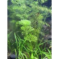 ราคา Limnophila heterophylla สาหร่ายฉัตร (22962112422)