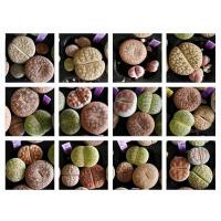 ราคา Lithops ไลทอป ลิทอป จัดชุดไลทอป A6-1ถึง A6-12 (8191445236)