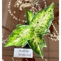 ราคา เศรษฐีรับเงิน อโกลนีมา ไม้มงคล (Aglaonema) (13569894025)