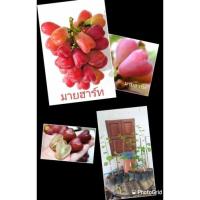 ราคา ต้นพันธุ์องุ่น มายฮาร์ท (My Heart) แท้100% (9270838981)