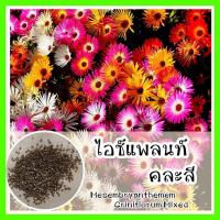 ราคา พร้อมส่ง ❗❗ รหัส 031 เมล็ดพันธุ์แท้ OP แท้ ไอซ์แพลนท์คละสี - Mesembryanthemem criniflorum Mixed ปลูกดอกไม้่ (4576094439)