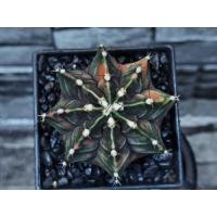 ราคา ไม​้เพาะเมล็ด​ ยิมโนด่าง​ ยิมโน​ Gymnocalycium​ แคคตัส Cactus​ กระบองเพชร​ (5683717724)