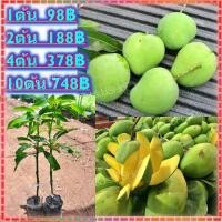 ราคา (2ต้น) ต้นพันธุ์มะม่วงตลับนาก แบบเสียบยอด ปลูกประมาณ 1 ปีออกผล พร้อมส่ง (5570061782)