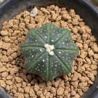 ราคา ss30 แคคตัส Astrophytum asterias starshape กระบองเพชร ปลาดาว (3691515115)