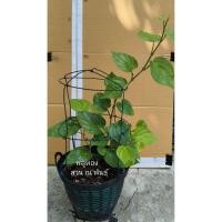 ราคา ต้นพลูกินหมาก พลูทอง เข่ง10" organic (49311725903)