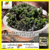 ราคา เมล็ดพันธุ์ เคลแดงรัสเซีย 400 เมล็ด Red Russian Kale Seed เมล็ดพันธุ์แท้ นำเข้าจากต่างประเทศ โตไว ปลูกง่าย พืชผัก (3479486164)