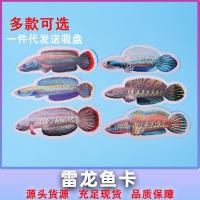 ราคา 2026 สินค้าใหม่ Thunder Arowana การฝึกอบรมการ์ดปลาสวยงามกัดถังกลอง Gill การ์ดการฝึกอบรมถังปลา Teasing ปลาเลือด Spot20260427 (50809548166)