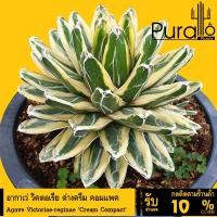ราคา ต้นอากาเว่ อากาเว่วิคตอเรีย ด่าง คอมแพคฟร์อม Agave Victoriae-reginae Cream Compact #Agave (20981170847)