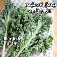 ราคา เมล็ด​พันธุ์​ เคล​ (บลูเคล)​ คะน้าใบหยิก​ Blue​ Kale 150เมล็ด (10600904937)
