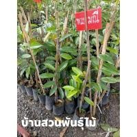 ราคา ต้นทุเรียน พันธุ์พวงมณี ต้นเสียบยอด สูง 40-60 ซม. (8463285093)
