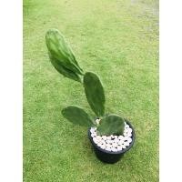 ราคา ต้นกระบองเพชรรับประทานผล สายพันธุ์ Opuntia ficus-indica #โอพันเทีย #Opuntia cactus #ใบเสมา #แคคตัส #พันธุ์ไม้หนาม (3844431805)