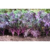 ราคา เมล็ด เคลแดงรัสเซีย - Red Russian Kale (136425817)
