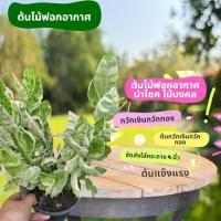 ราคา ต้นไม้มงคล ต้นไม้ฟอกอากาศ ต้นกวักเงินกวักทอง กระถางขนาด 4 นิ้ว (56012054378)