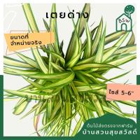 ราคา เตยด่าง ต้นเตยด่าง มาในกระถาง 5-6 นิ้ว ไม้จัดสวนสวย ดูแลง่าย (20120613209)
