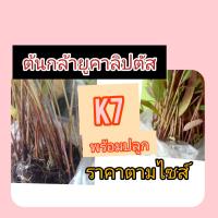 ราคา ต้นกล้ายูคาลิปตัสสายพันธ์ุทนแล้งปลูกง่ายโตเร็ว เหมาะทุกสภาพดินให้ผลผลิตเร็ว ชุด 30 ต้น ราคา 129 บาทความสูง 10 เซน.ขึ้นไป (51357034885)