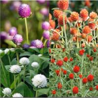 ราคา เมล็ดบานไม่รู้โรยคละสี สีสด สวยงาม ดอกใหญ่ (50606336529)