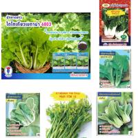 ราคา เมล็ดพันธุ์ผักกาด กวางตุ้ง ฮ่องเต้ ผักกาดเขียว ผักกาดขาว ชุนฉ่าย ผักกาดหอม บล็อกฉ่อย กวางตุ้งเบบี้ ต้นขาว (20050624166)