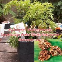 ราคา ต้นเล็บครุฑตรี หรือเล็บครุฑทอดมัน ใส่ถุงพร้อมปลูก ต้นพันธ์ พันธุ์ไม้ ไม้มงคล ไม้ฟอกอากาศ มีของแถมทุก order (7661606532)