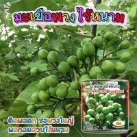 ราคา เมล็ดมะเขือพวงไร้หนาม ตราภูเขาทอง ขนาด50กรัม Plate Brush Eggplant เมล็ดพันธุ์มะเขือพวง (52153034668)